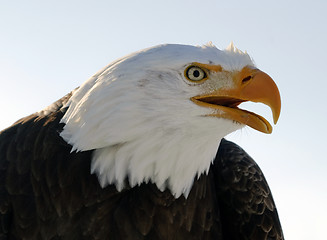 Image showing Bald eagle