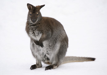 Image showing Kangaroo