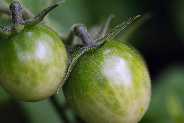 Image showing Green Tomatoes