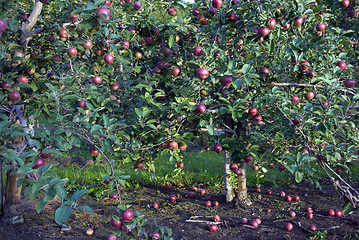 Image showing Apple tree