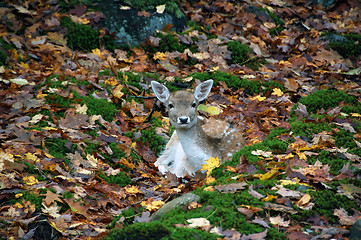 Image showing Deer