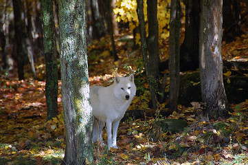 Image showing Arctic Wolf