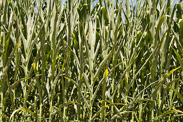 Image showing Cornfield