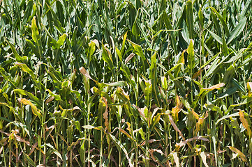 Image showing Cornfield