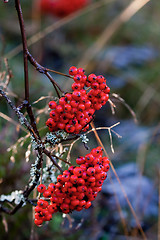 Image showing Rowanberries