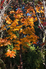 Image showing fall leaves