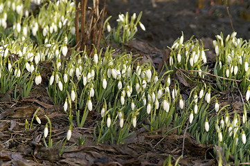 Image showing flowers