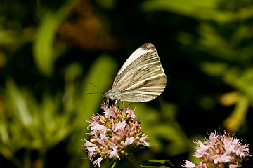 Image showing white butterfly