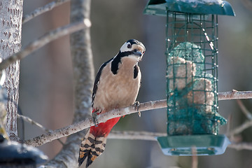 Image showing wood pecker