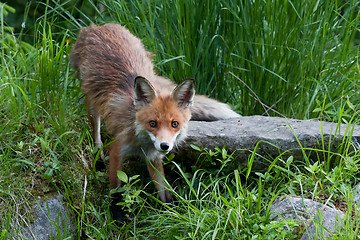 Image showing staring fox