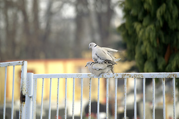 Image showing pigeon