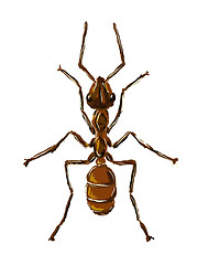 Image showing ant