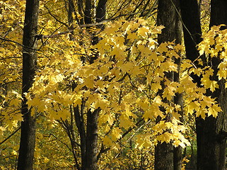 Image showing Yellow maple