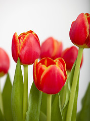 Image showing Orange Tulips