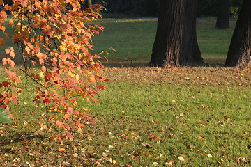 Image showing autumn park