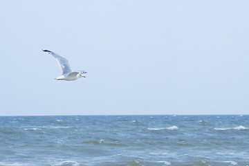 Image showing flying seagull