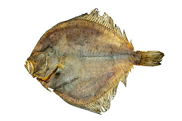 Image showing Salted turbot flatfish