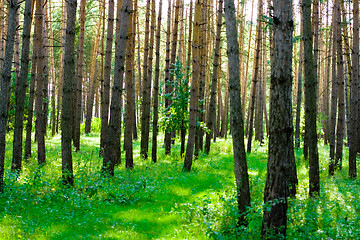 Image showing summer forest 