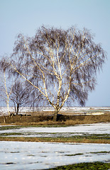 Image showing tree