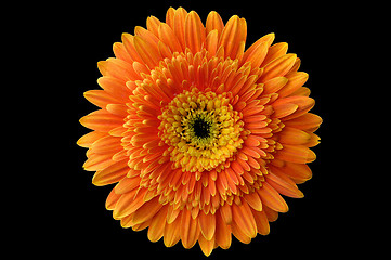 Image showing Daisy flower 1