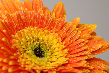 Image showing Daisy flower 3