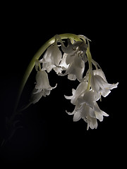 Image showing White Blue Bells