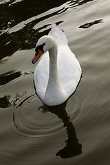 Image showing White swan