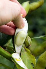 Image showing Bean