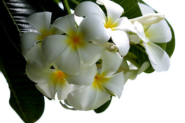 Image showing Flower Background White