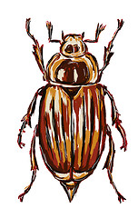 Image showing cockchafer