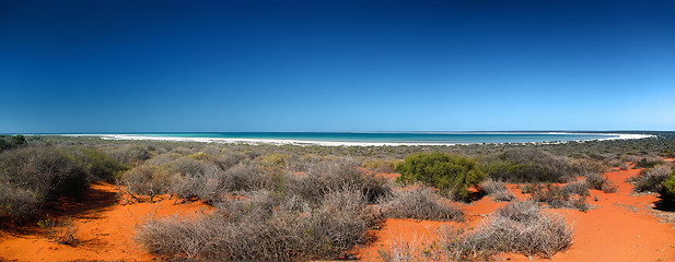 Image showing shark bay