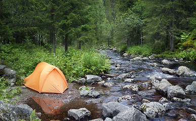 Image showing Camping in the Forest 