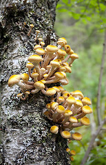 Image showing mushroom growing  on a tree