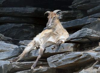 Image showing Himalayan Tahr