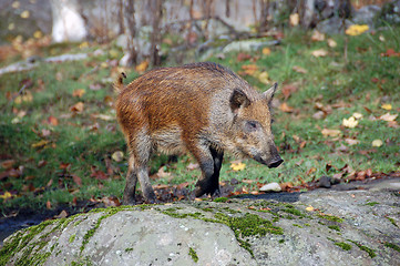 Image showing Wild Boar