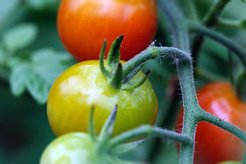 Image showing Tomatoes