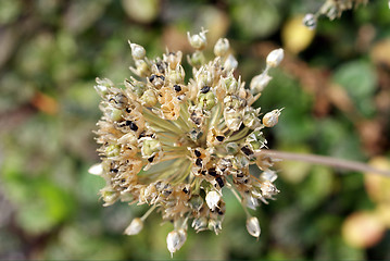 Image showing Seeds in Autumn