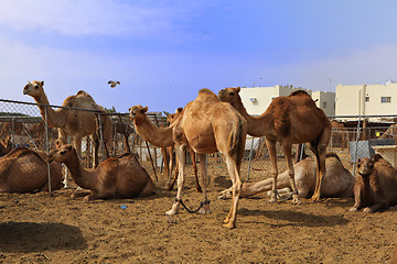 Image showing Camels at Doha market