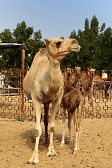 Image showing Mother camel