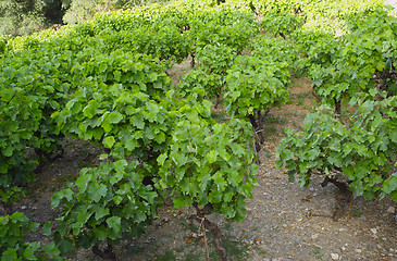 Image showing Viticulture in Greece