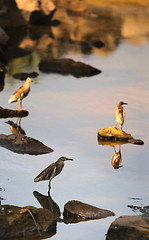 Image showing Little bittern Ixobrychus minutus