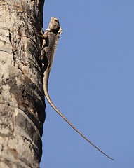 Image showing Asian garden lizard