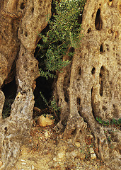 Image showing Ancient olive tree trunk