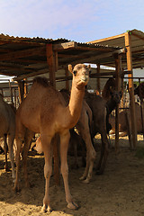 Image showing Camels at Doha market