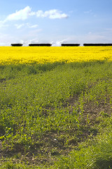 Image showing Rapeseed 1