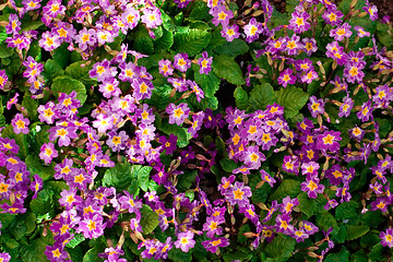 Image showing violet flowers