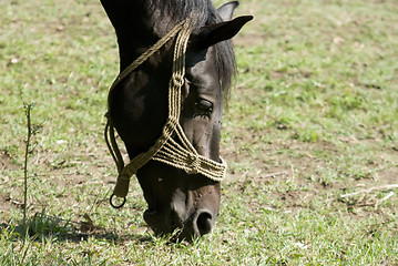 Image showing close horse head