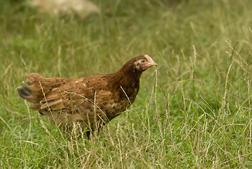 Image showing village chicken