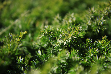 Image showing Green background of juniper