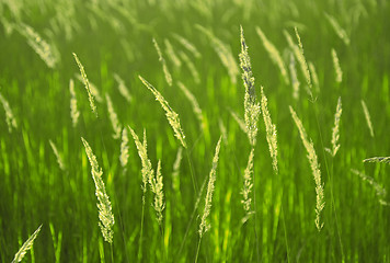 Image showing Background of spikelets